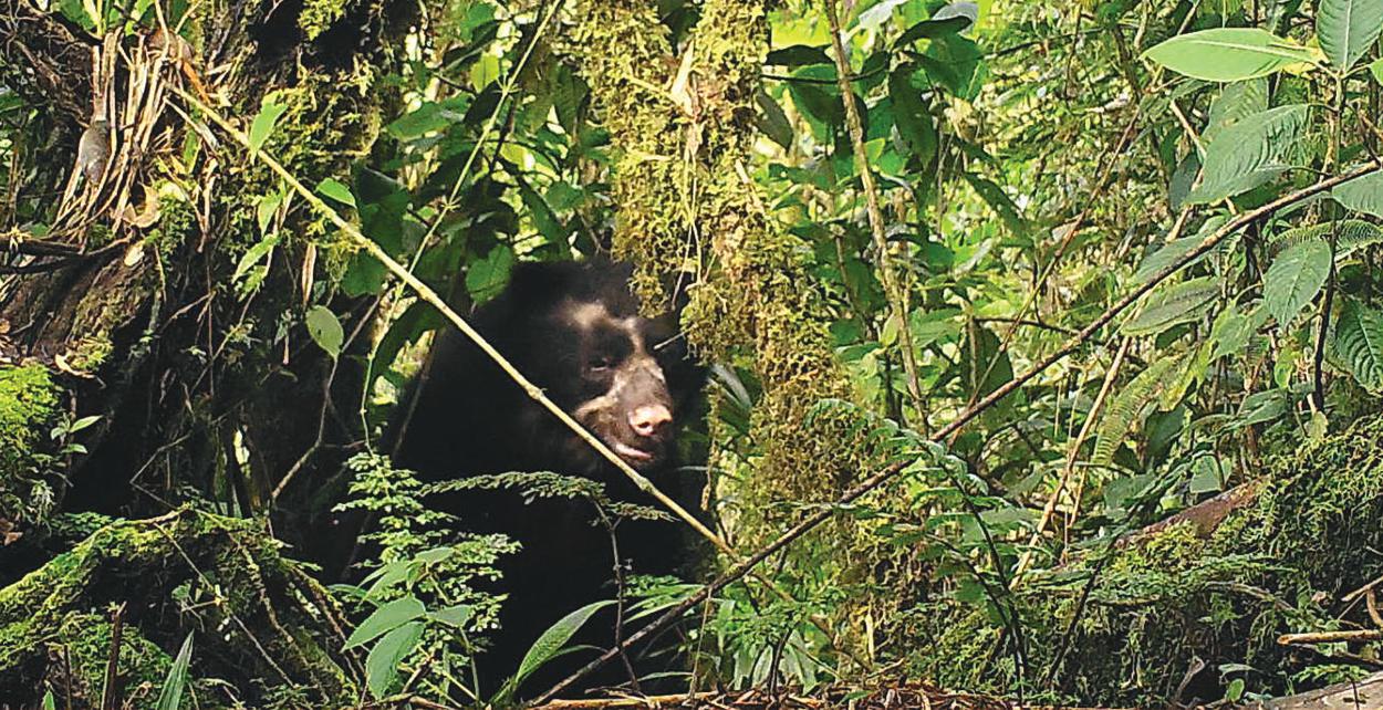 Camera Traps Provide Insight into Spectacled Bear Populations in Ecuador