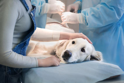 Animal sterilization campaigns will intensify in 2018