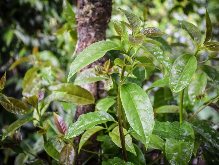 Ecuador’s Guayusa ‘super tea’ gains popularity