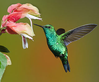 Studies reveal the strange drinking habits of hummingbirds
