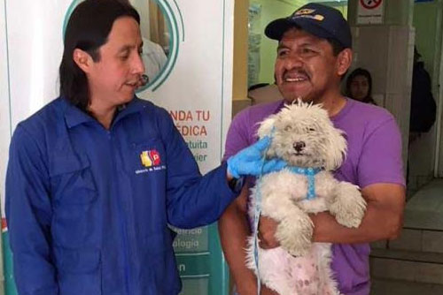 94,000 Cuenca pets are immunized against rabies