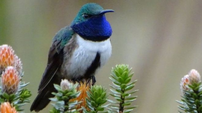 New hummingbird species spotted in Ecuador