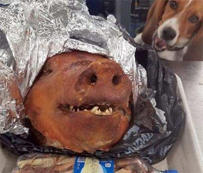 Roasted pig’s head from Ecuador found in luggage at Atlanta airport