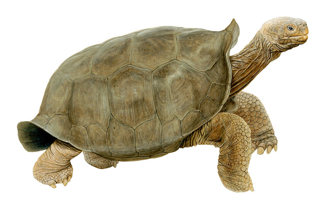 Giant tortoise “reemerges” on Galapagos island