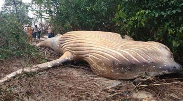 Humpback whale found in the jungle