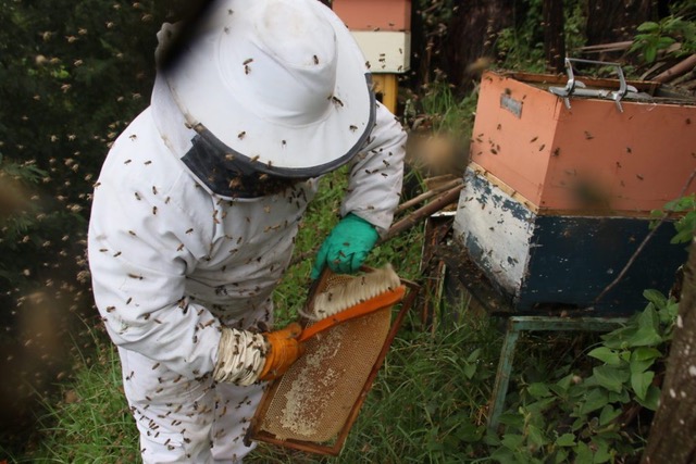 Ecuador is trying to help grow the beekeeping sector