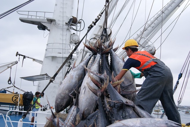 Ecuador reviewing new regulation for the fishing sector