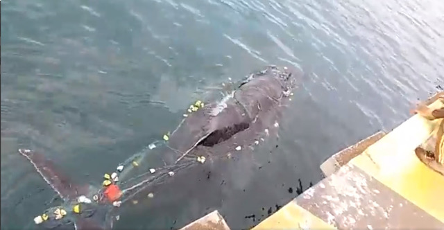 Whale was released from fishing nets in Manta