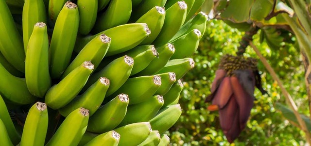 Ecuador banana farmers preparing for a possible fungus threat from Colombia