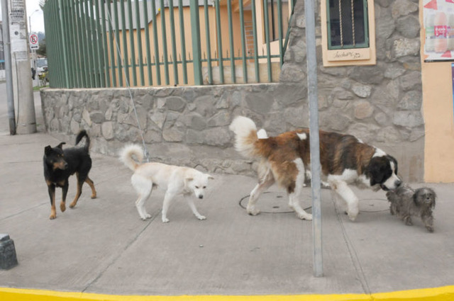 Cuenca dog shelter moves slowly forward