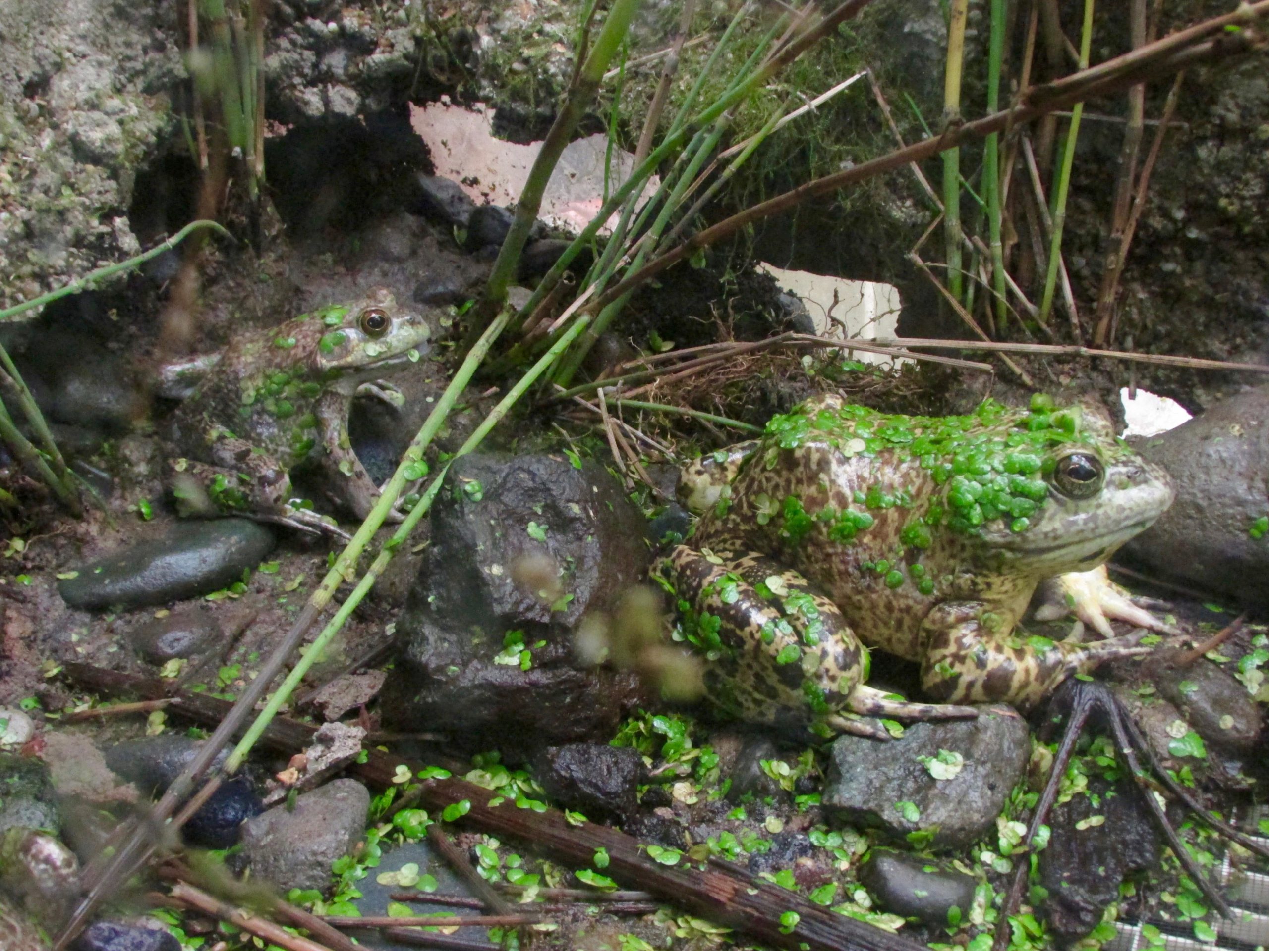 Amphibian Populations in Ecuador Threatened by Invasive Species, Lethal Fungus