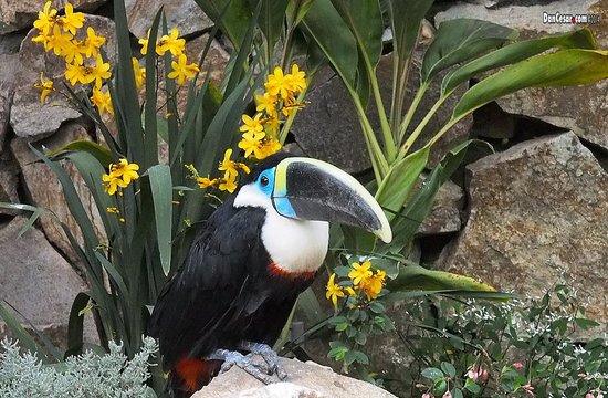 Pumapungo birds making a short-term move for park renovation