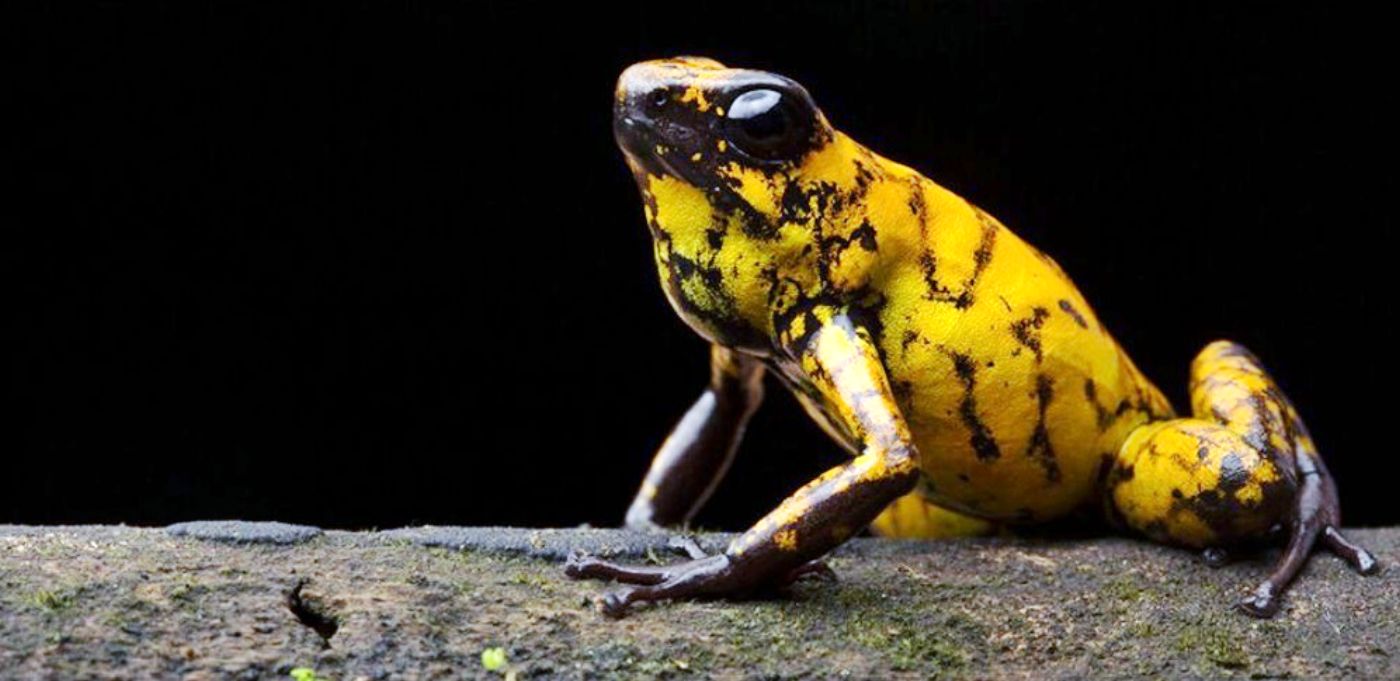 Climate change threatens the frogs of the Ecuadorian Chocó