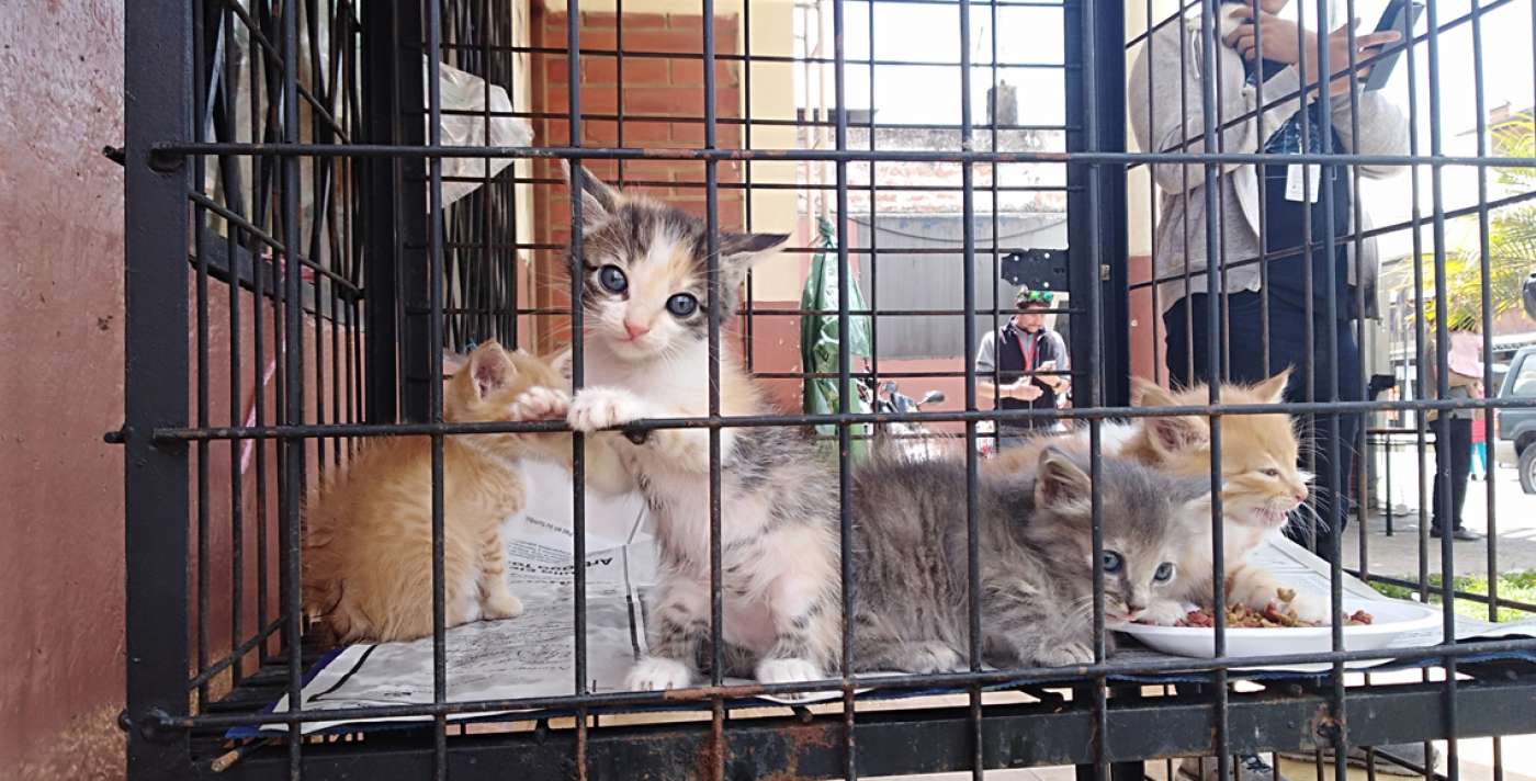 Dog and cat sales halted at Feria Libre under new ordinance