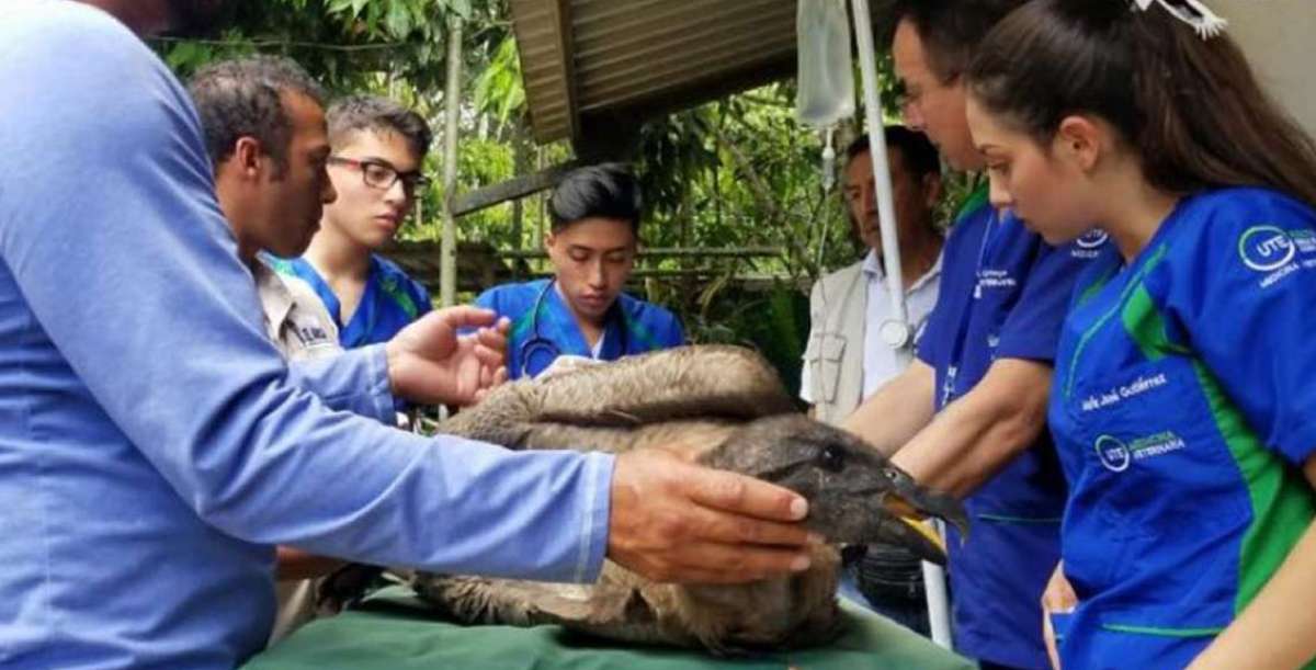 Condor killed by shotgun in the Amazon