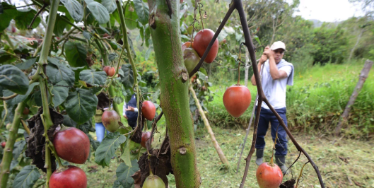 University of Cuenca promotes sustainable agricultural techniques on its own farm