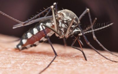 Mosquito transmission, 5G networks and liquor consumption? The myths and truths of COVID-19