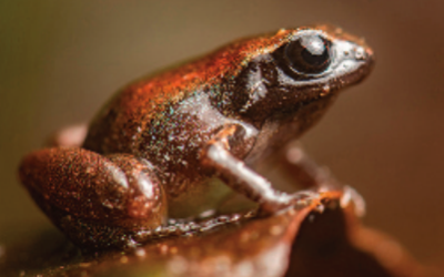 More than half of Ecuador’s 630 amphibian species face extinction threat