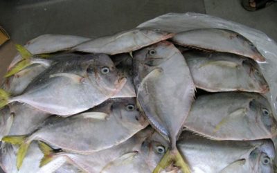 China says it found traces of SARS-CoV-2 in packaging of frozen fish from Ecuador