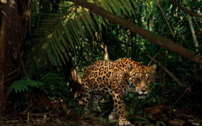 WWF launches plan to protect and grow dwindling jaguar population in Ecuador