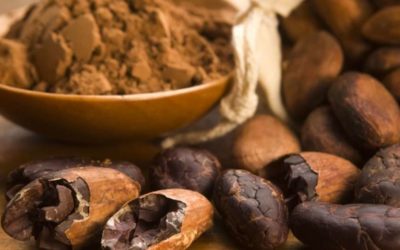 Ecuador cocoa sector to expand with larger potential US market and an increase in harvestable hectares
