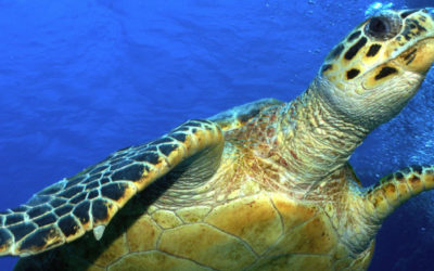 More than 9,000 olive ridley sea turtles born in Esmeraldas