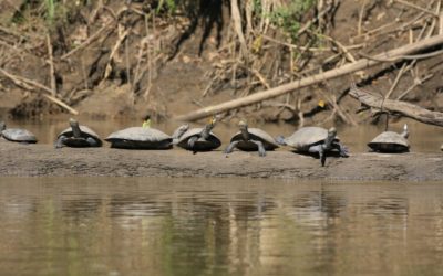 Turtles, Tortoises and Iguanas reintroduced to their natural habitats in Yasuní National Park and Galapagos