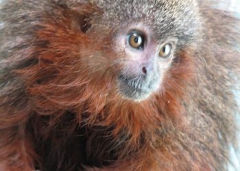 A new species of lion monkey is found in Ecuador