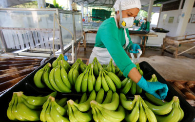 Update: Banana sector reinforces prevention measures to avoid Foc R4T fungus