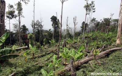 Deforestation of Ecuador’s tropical forests: a reality that needs attention