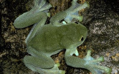 Threatened amphibian species double in Ecuador; human activity devastates their habitats