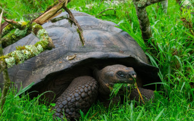 Antibiotic resistance in Galapagos Giant Tortoises