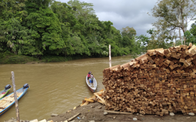 Ecuador’s Amazon being stripped of balsa with no controls