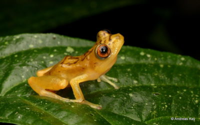 Ecuador’s amphibians may be the species most threatened by climate change