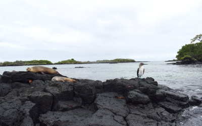 Tourism slowly comes back to Ecuador’s Galapagos islands
