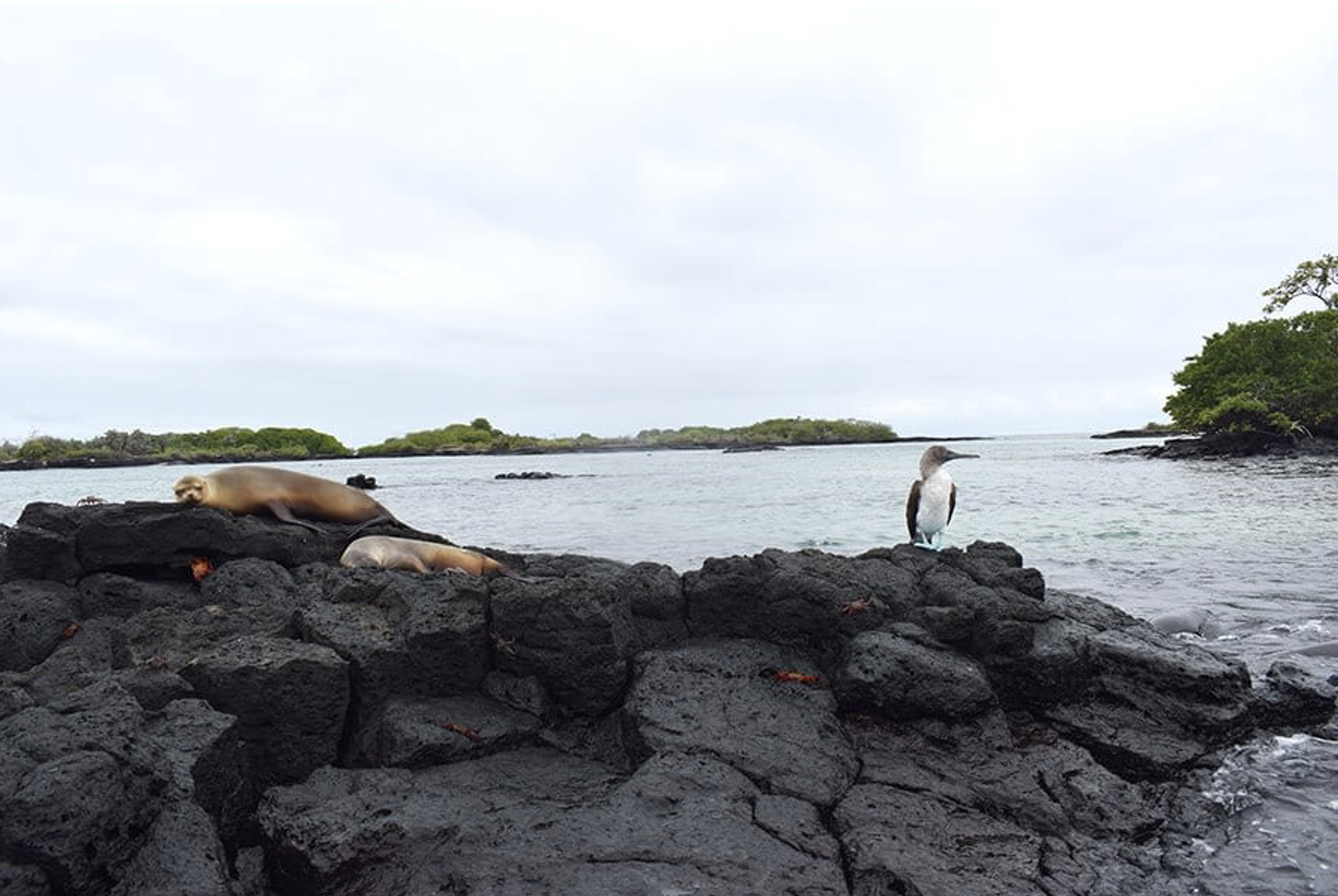 galapagos islands tourism problems