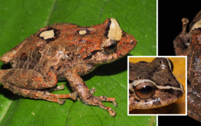Pristimantis lojanus, a new from species discovered just outside of Loja