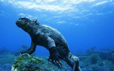 Galapagos navigates between new projects and funding issues