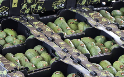 Ecuador exports 600 tons of avocado in 2021, a small part of a $5 billion market