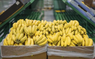 Exporters and producers discussing options to maintain banana prices in wake of lost sales to Russia and Ukraine
