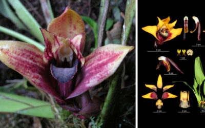 Newly discovered Ecuadorian orchid already in danger of extinction