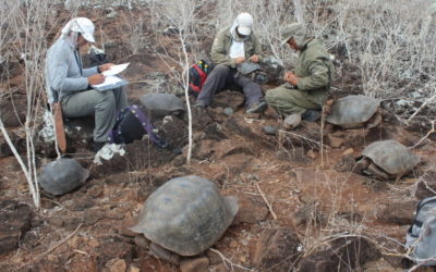 Scientists believe they have discovered a sew species of giant tortoises in Galapagos