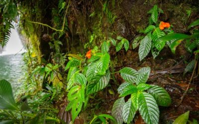 Tropical plant thought to be extinct rediscovered in Ecuador