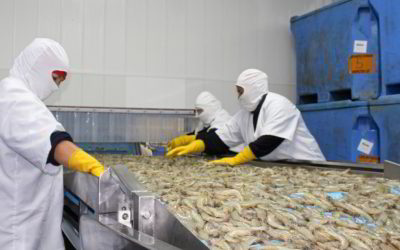 US shrimp buyers descend on Ecuador to see industry’s processes first hand