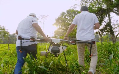 Drones becoming popular fumigation tools for rice, corn and banana growers