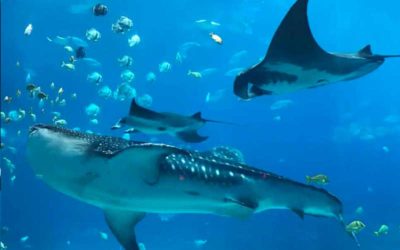 Living Planet Report says oceans are running out of sharks and manta rays