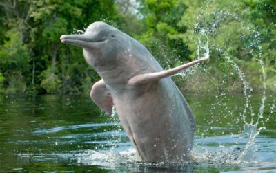 Two species of river dolphins are critically endangered in Ecuador
