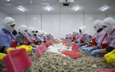 Exports of shrimp could pass $7.0 billion in 2022