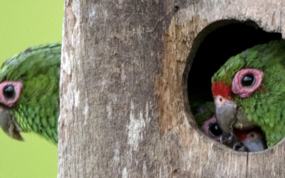 The world of birds in Ecuador, a look at the Buenaventura Reserve
