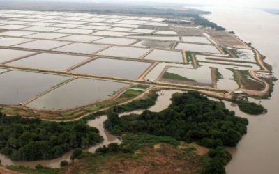 Lasso cuts fuel subsidy for large shrimp farms, one of indigenous groups demands